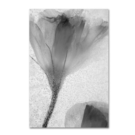 Moises Levy 'Flowers On Ice-13' Canvas Art,12x19